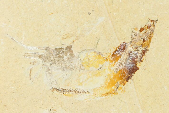 Cretaceous Fossil Fish (Gaudryella) and Shrimp - Lebanon #162785